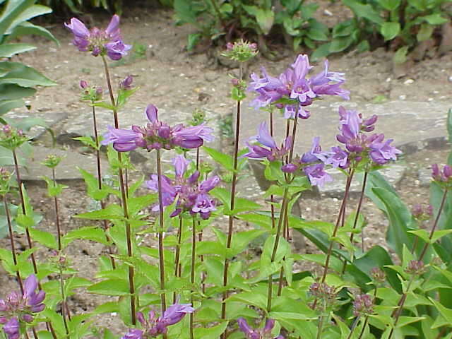 Image of serrulate penstemon