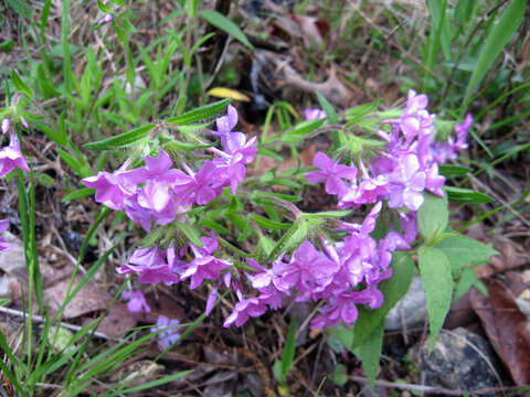 Image of hairy phlox