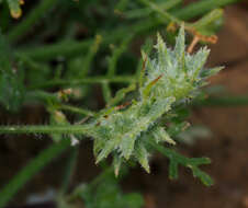 Plancia ëd Onobrychis crista-galli (L.) Lam.