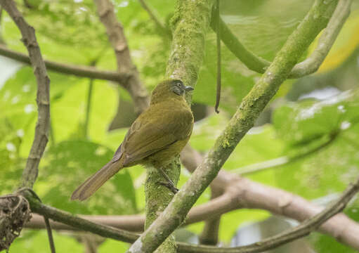 Arizelocichla milanjensis (Shelley 1894) resmi