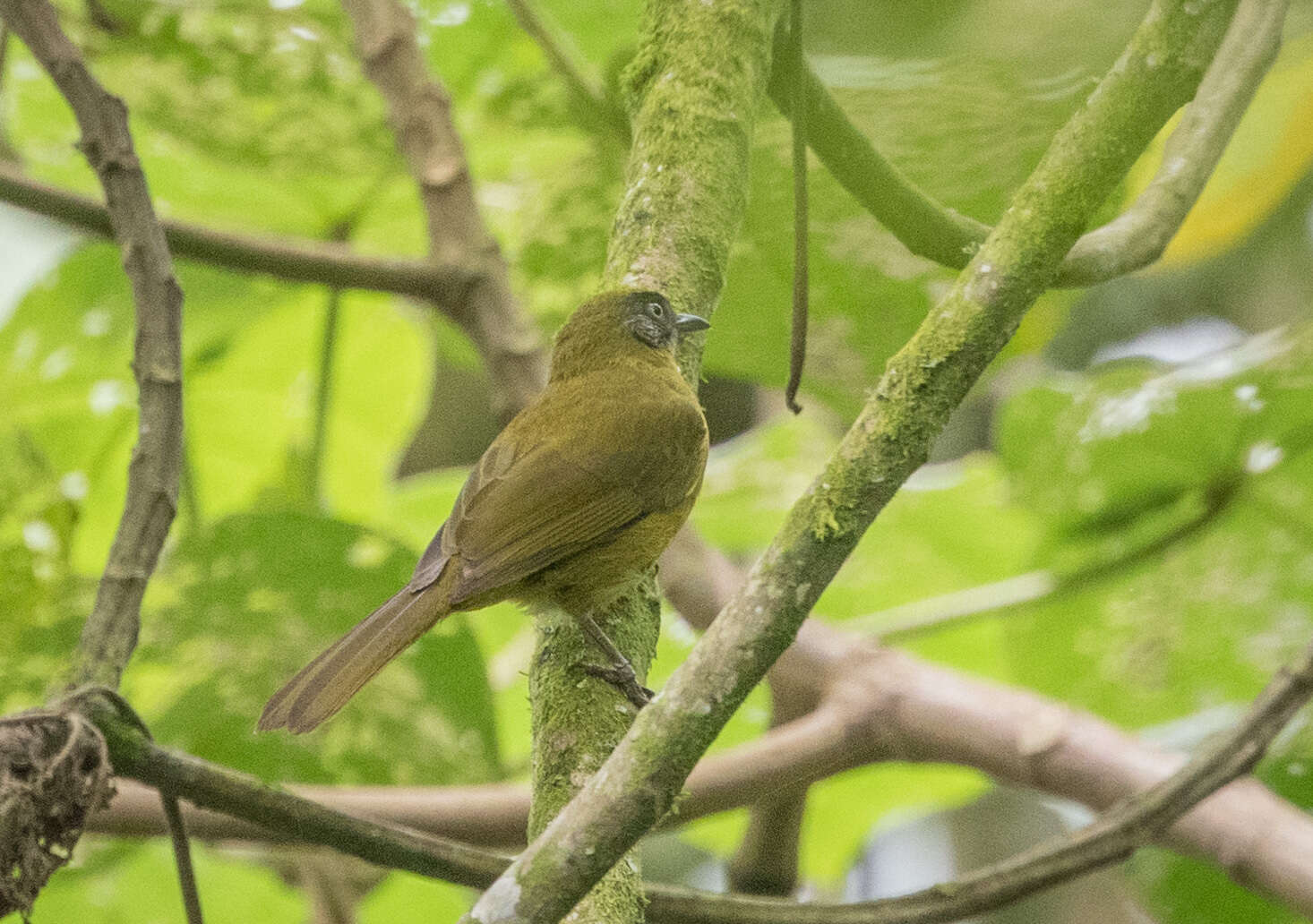 Arizelocichla milanjensis (Shelley 1894) resmi