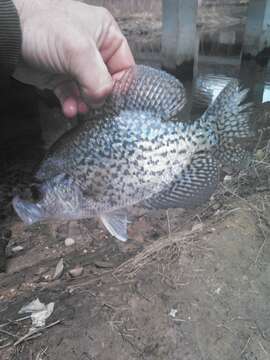 Image of Black Crappie