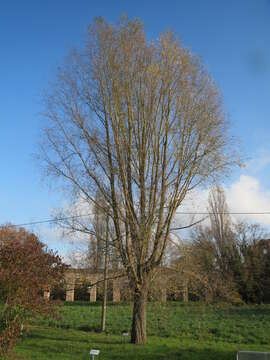 Image of White Willow