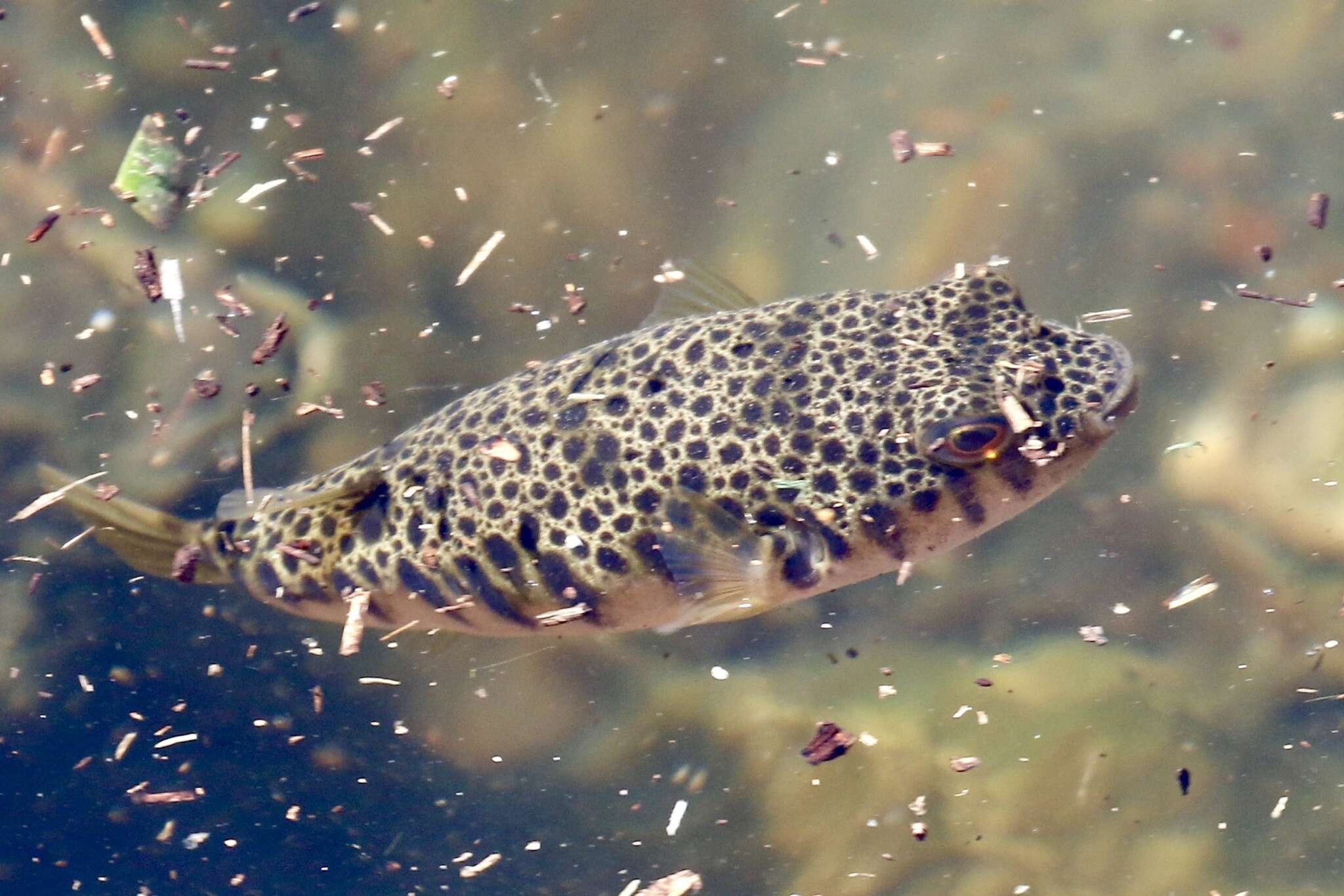 Common Toadfish, Tetractenos hamiltoni (Gray & Richardson, 1843