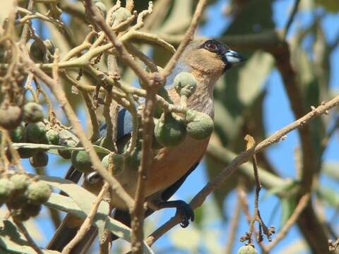 Image of Cinnamon Tanager