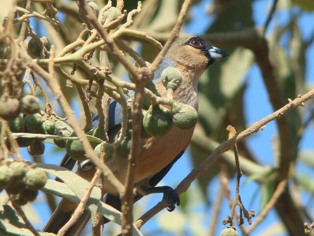 Schistochlamys ruficapillus (Vieillot 1817)的圖片