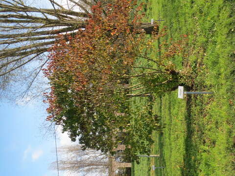 Imagem de Cornus sanguinea L.