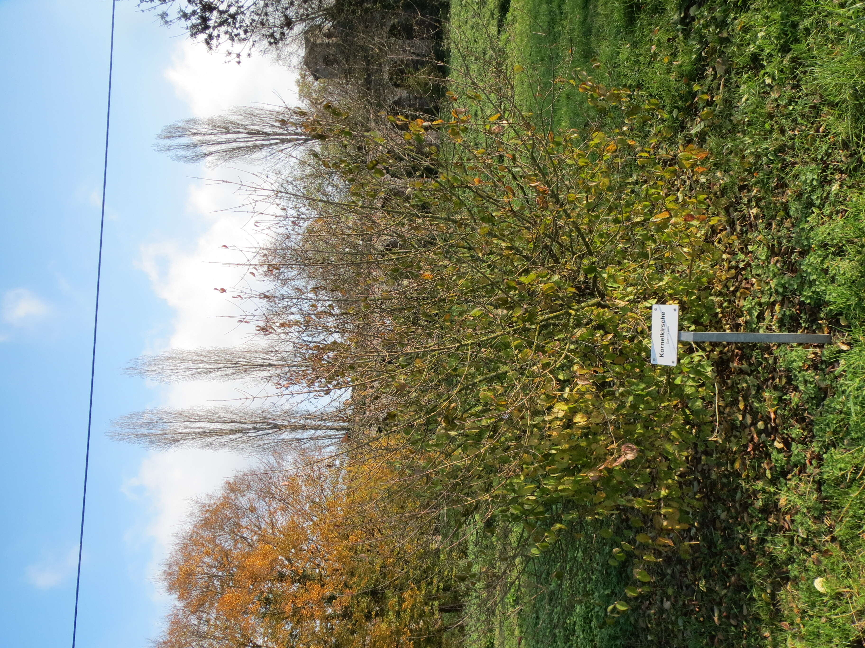 Imagem de Cornus sanguinea L.