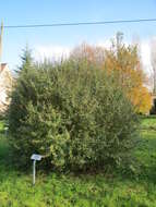 Image of European privet