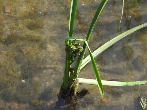 Image of Sparganium erectum subsp. microcarpum (Neuman) Domin