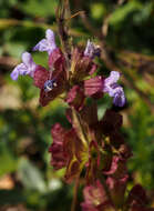 Image of Salvia multicaulis Vahl