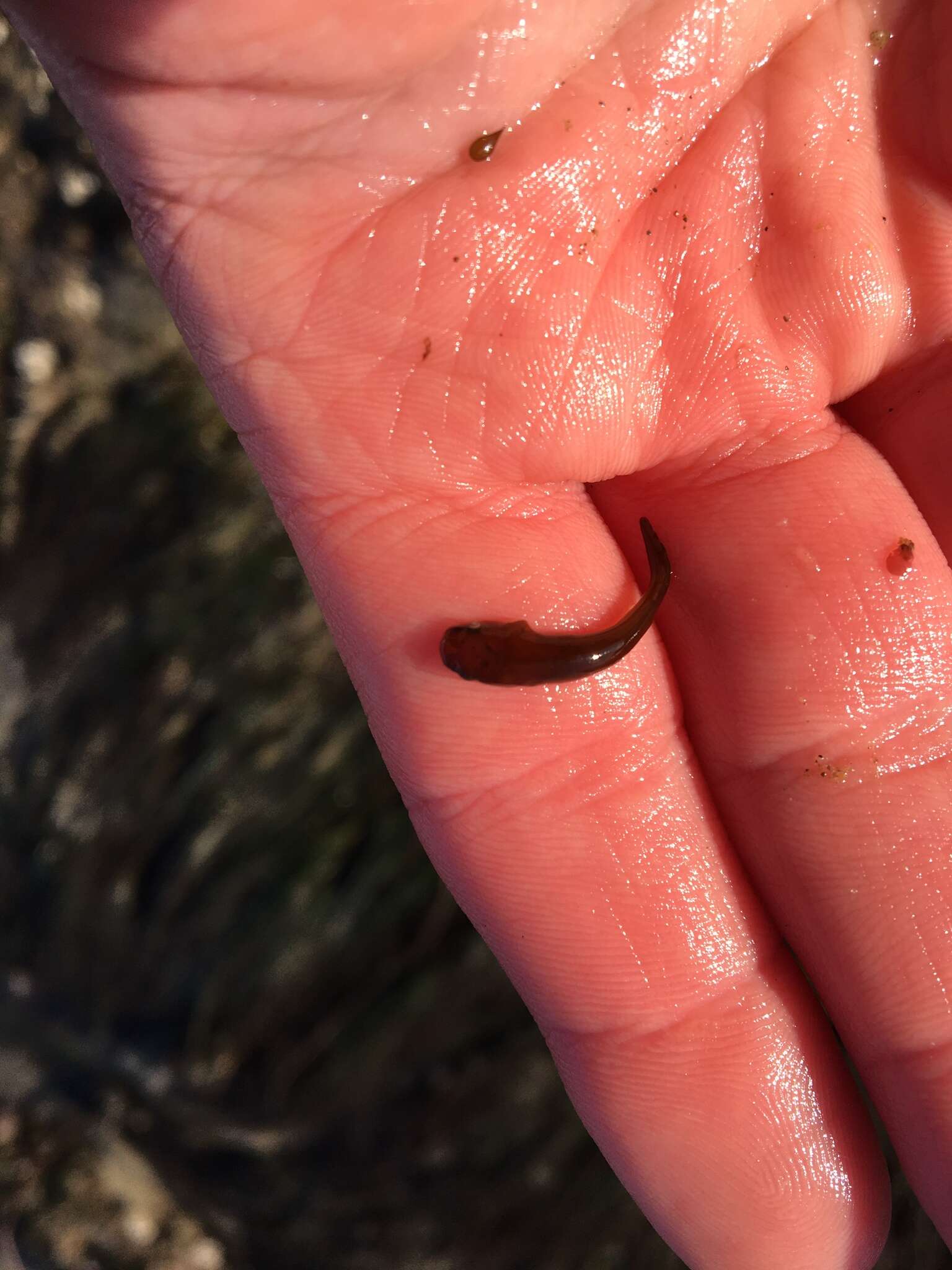 Image of Slender clingfish