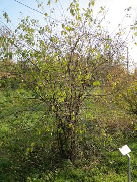 Image of common buckthorn