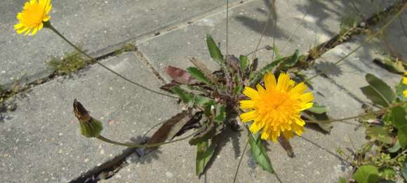 Image of lesser hawkbit