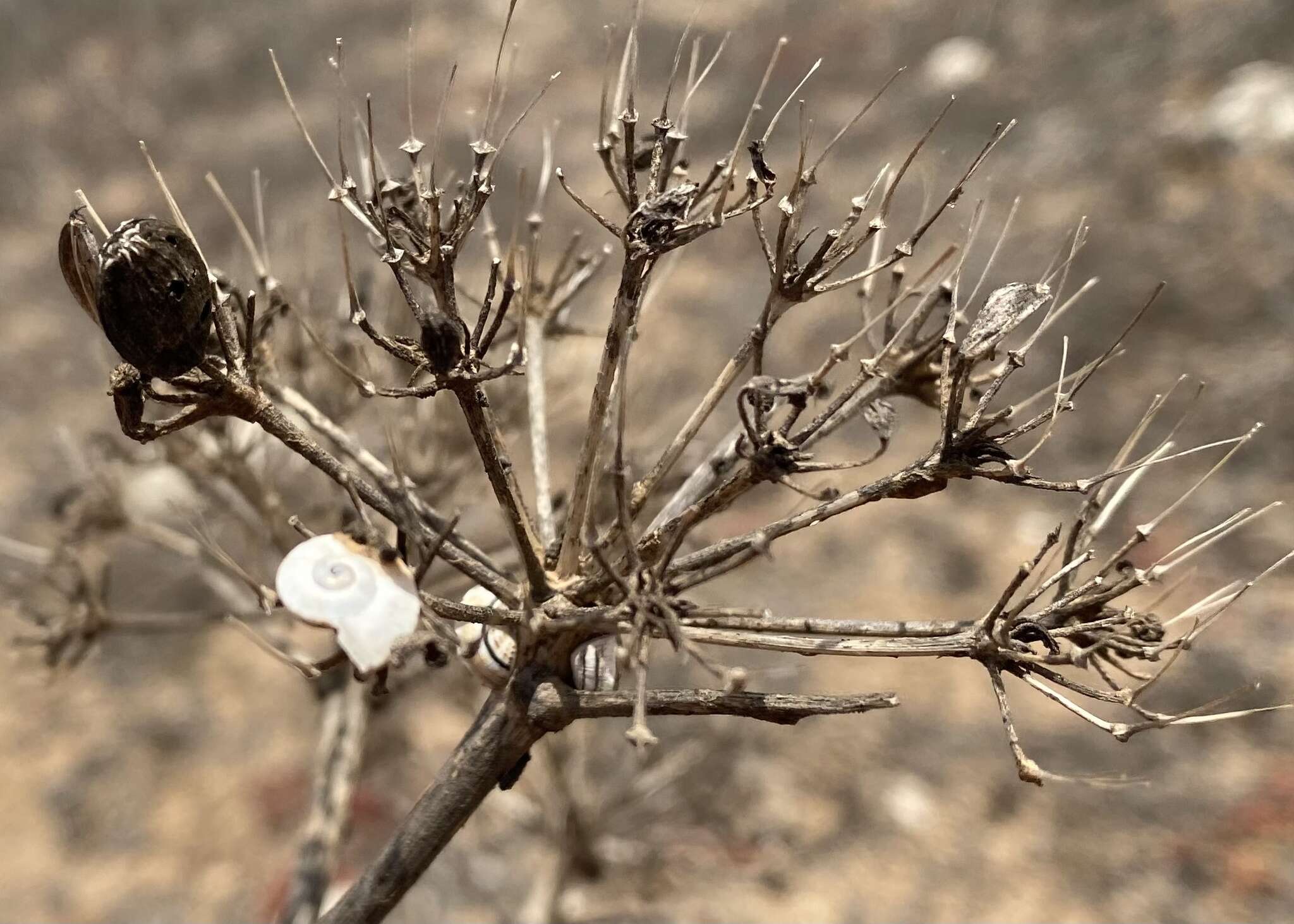 صورة Ferula lancerottensis Parl. ex Hartung