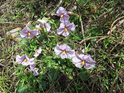 Image of Lycianthes peduncularis (Schltdl.) Bitter