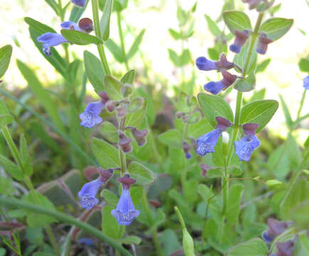 Image of small skullcap