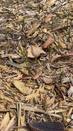 Image of gentian noddingcaps