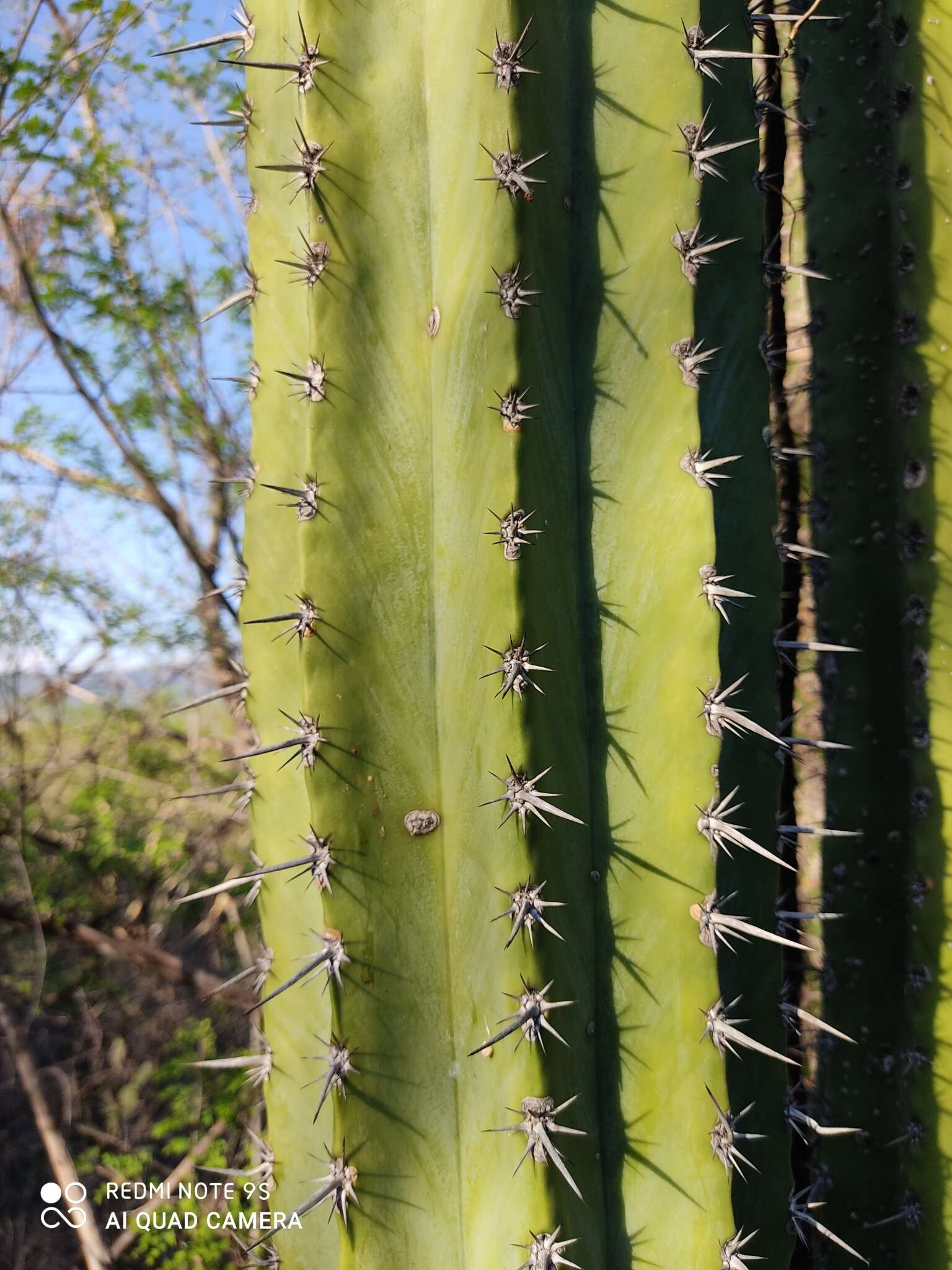 Image of Pachycereus grandis Rose