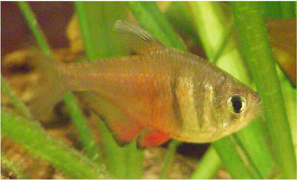 Image of Flame tetra