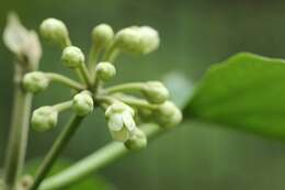 Image of Marsdenia tomentosa Morren & Decne.