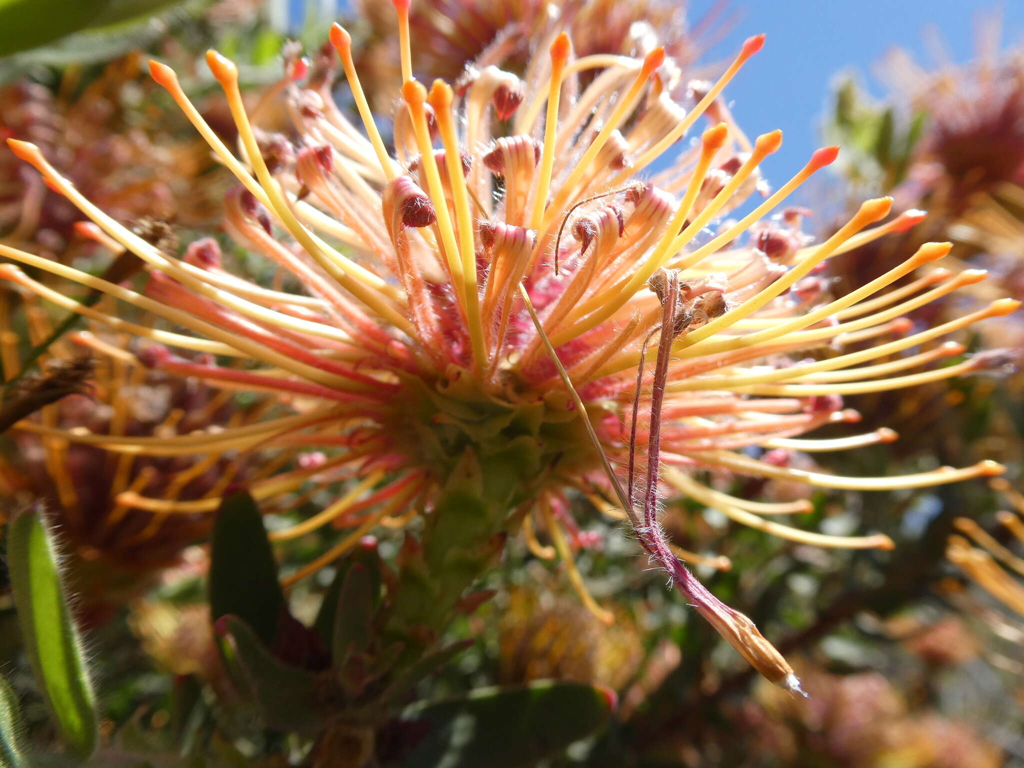 Plancia ëd Leucospermum tottum (L.) R. Br.