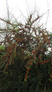 Plancia ëd Cotoneaster glaucophyllus Franch.