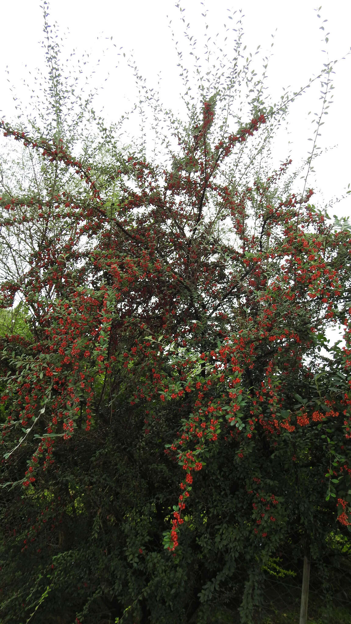 Plancia ëd Cotoneaster glaucophyllus Franch.