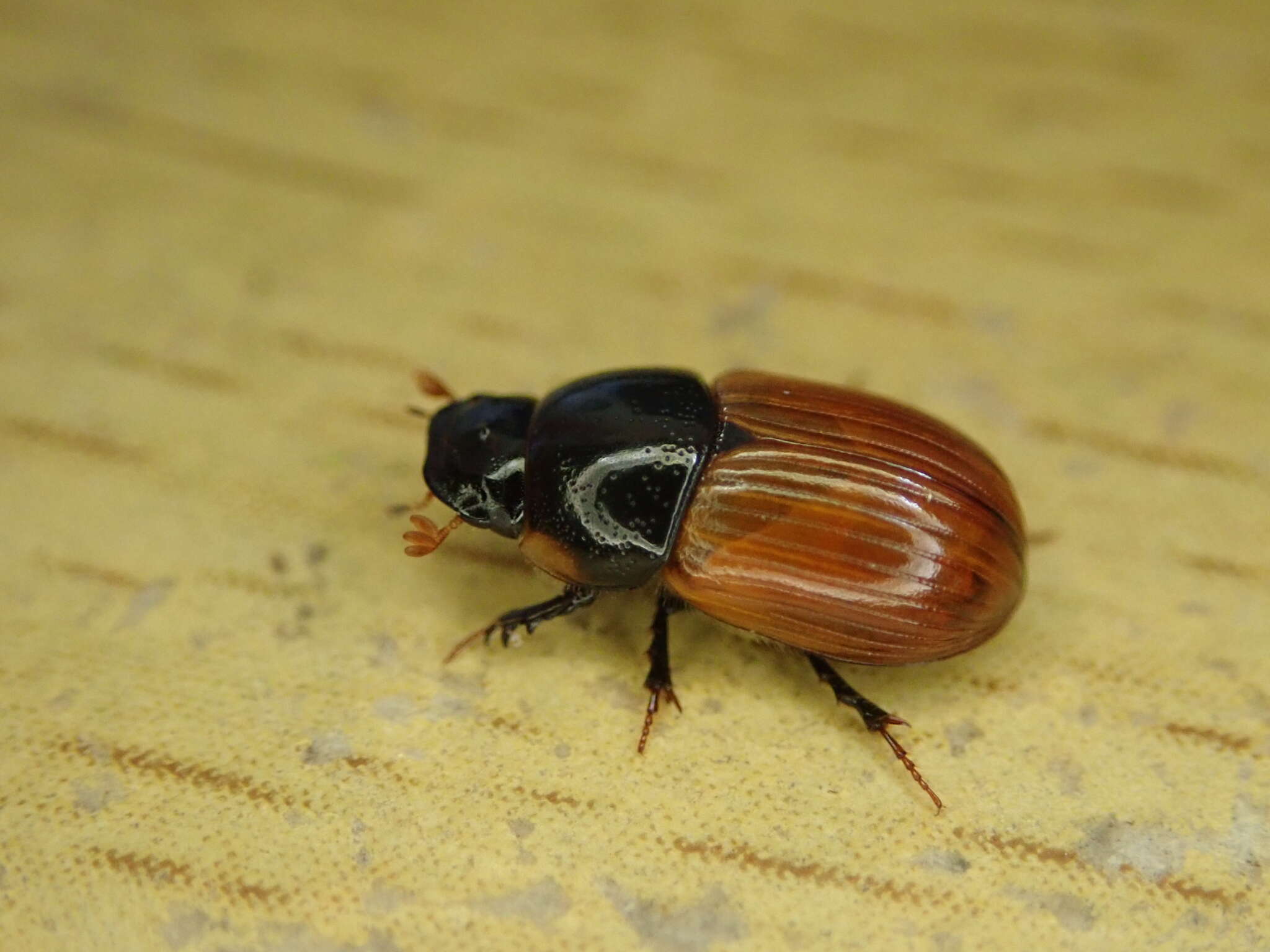 Plancia ëd Aphodius fimetarius (Linnaeus 1758)