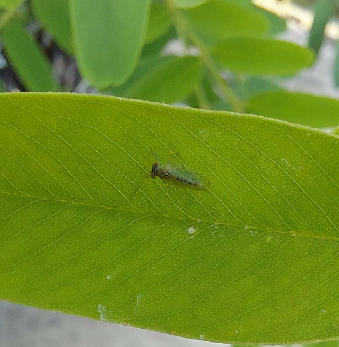 Image of Tipu psyllid