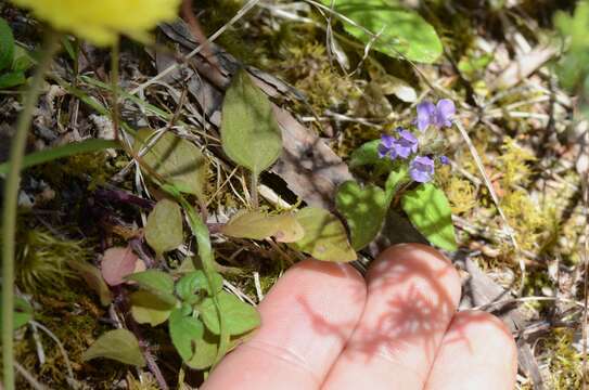 Image of common selfheal