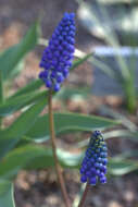 Image of Armenian grape hyacinth