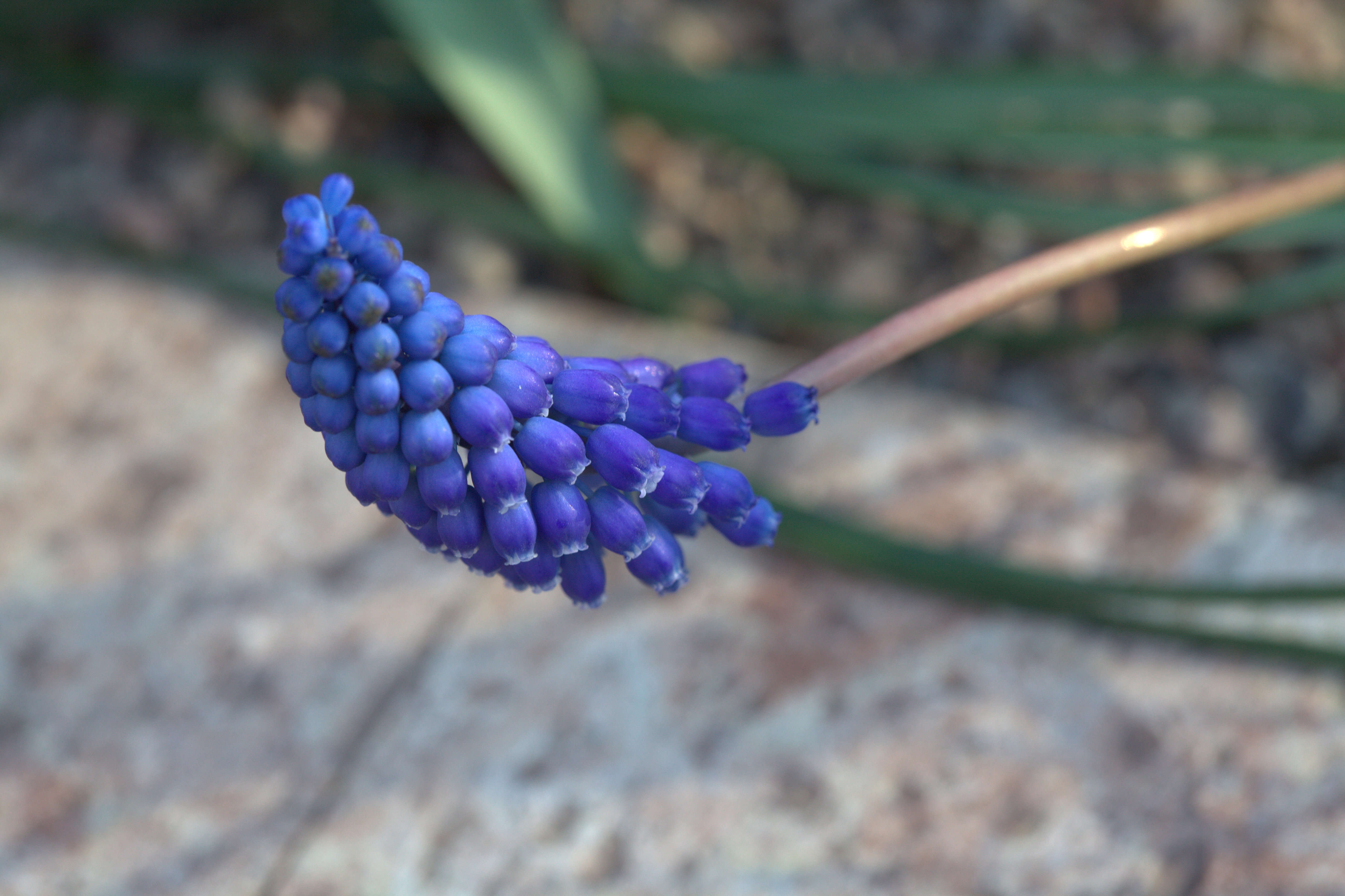 Image of Armenian grape hyacinth