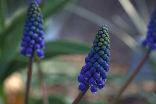 Image of Armenian grape hyacinth