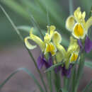 Sivun Iris fosteriana Aitch. & Baker kuva