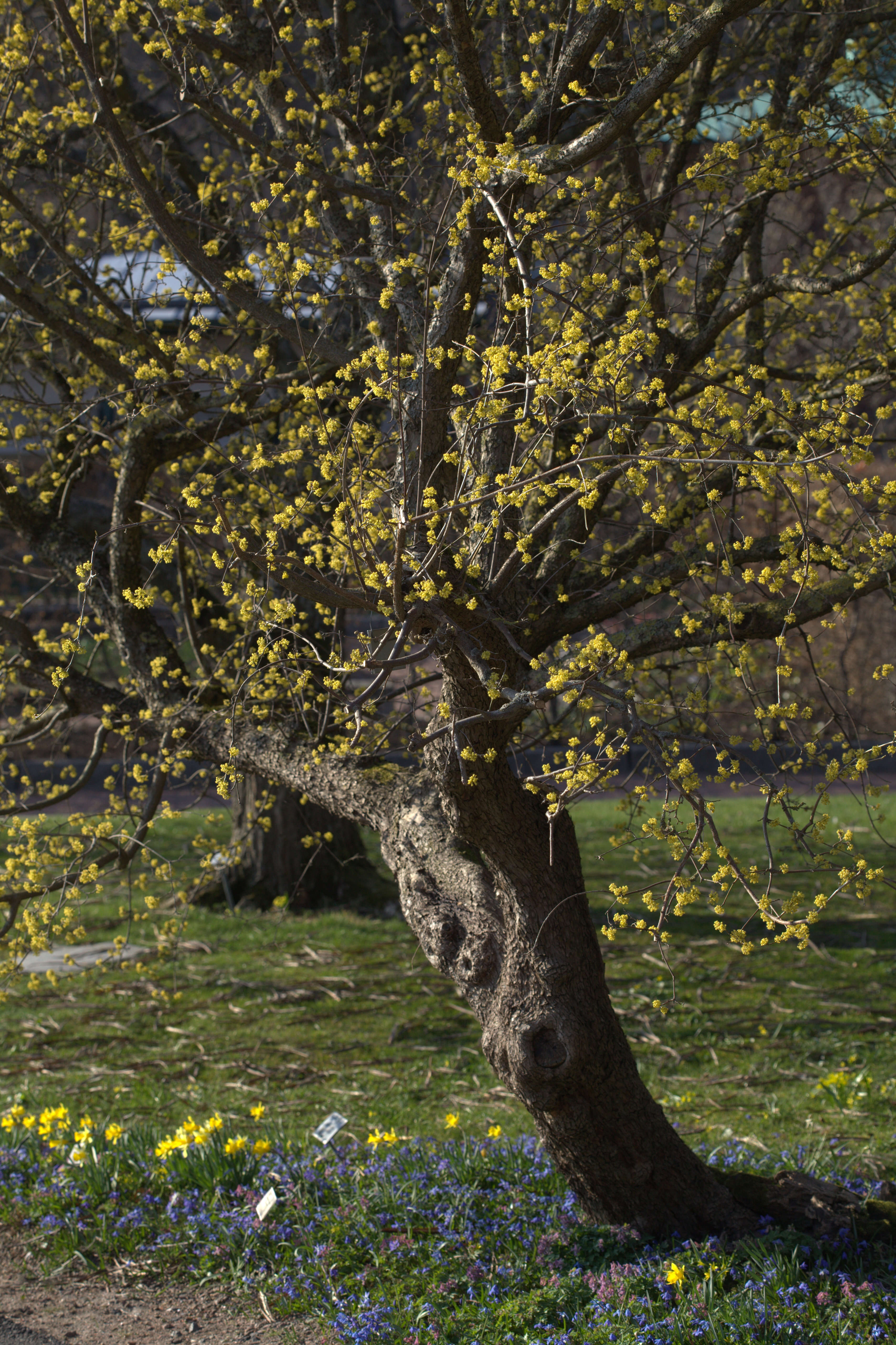 Image of Cornelian cherry dogwood