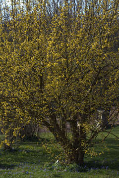 Image of Cornelian cherry dogwood