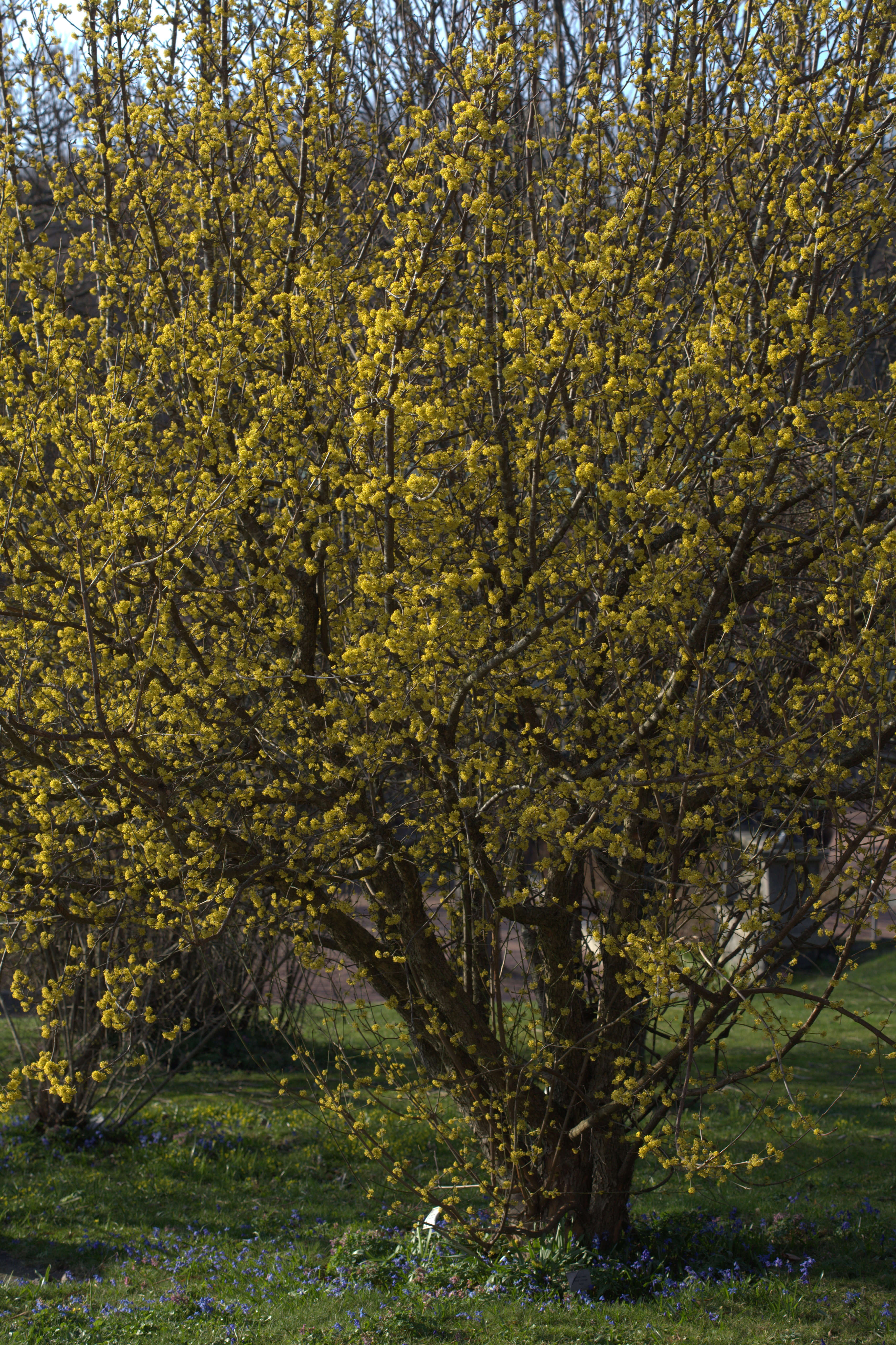 Image of Cornelian cherry dogwood