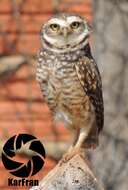 Image of Burrowing Owl