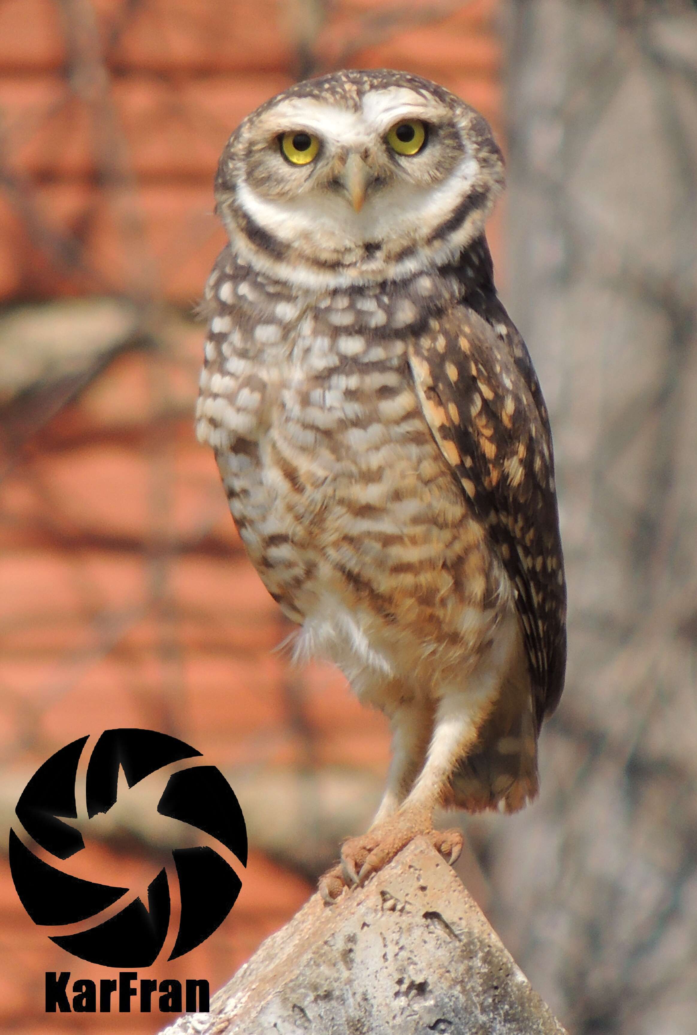 Image of Burrowing Owl