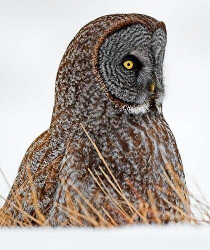 Image of Great Gray Owl