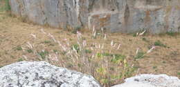 Image of Dianthus sylvestris subsp. longicaulis (Ten.) Greuter & Burdet