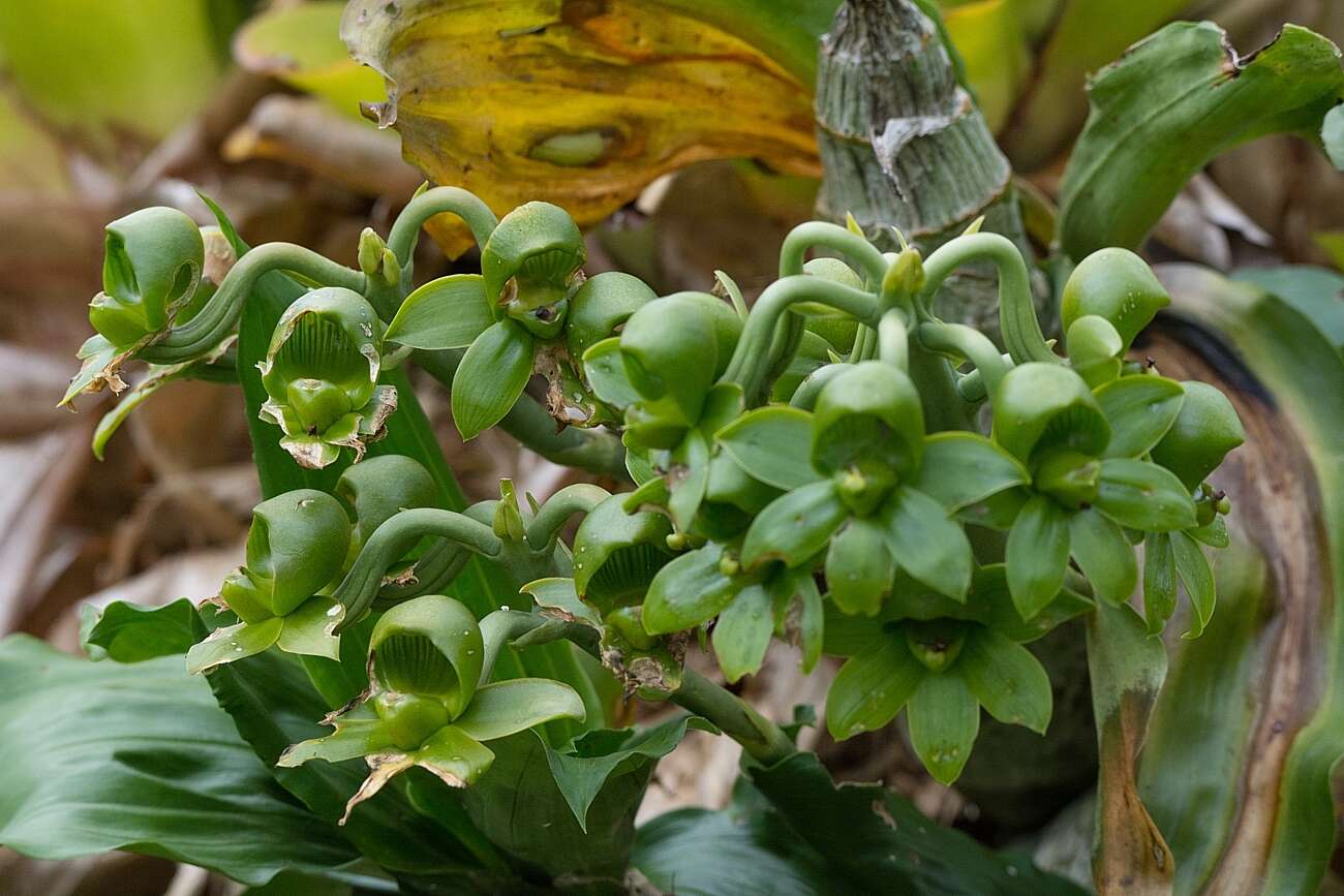 Image of Large-fruited Catasetum