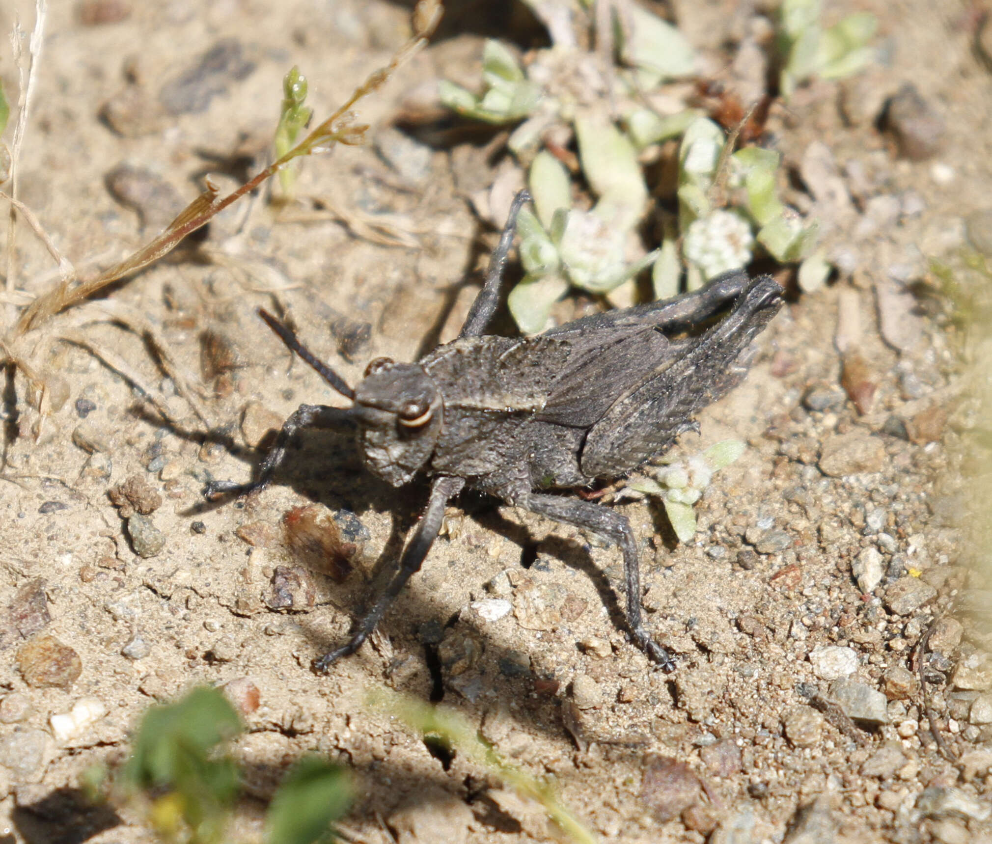 Image of Dracotettix monstrosus Bruner & L. 1889