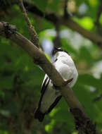 Image of Collared Flycatcher