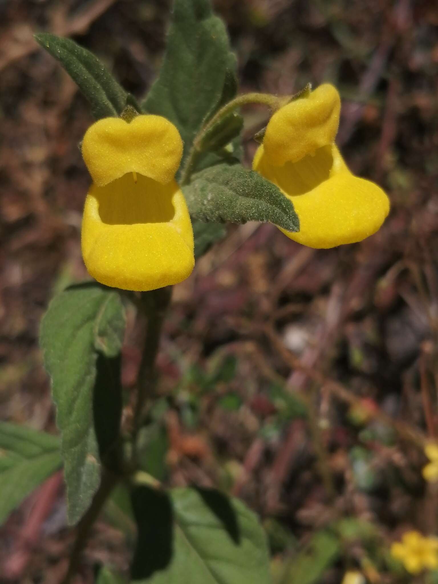 Image of Calceolaria irazuensis J. D. Smith