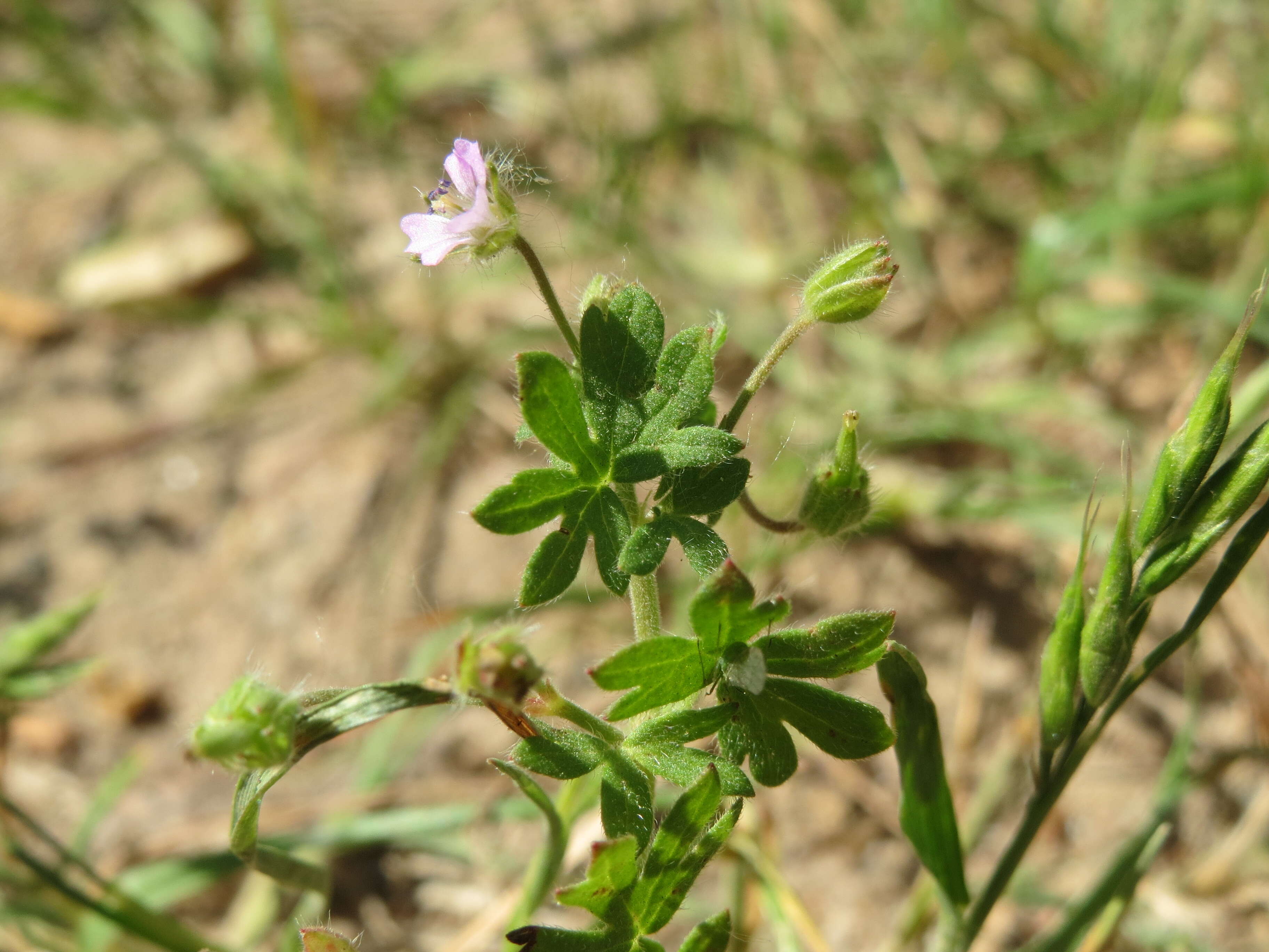 Image of Small-flowered Cranesbill