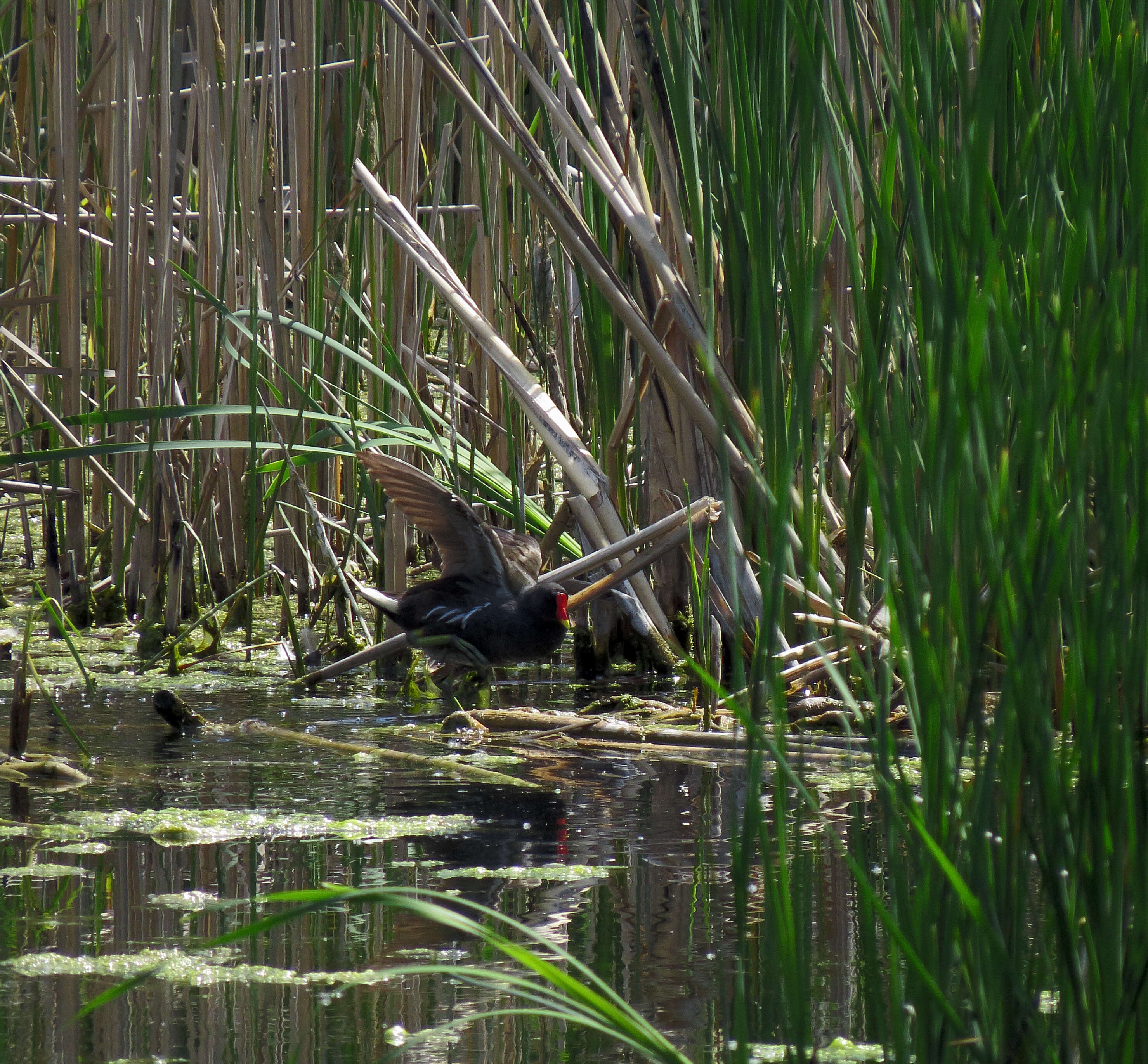 Image of Common Moorhen