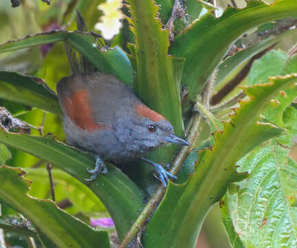 Image of Slaty Spinetail