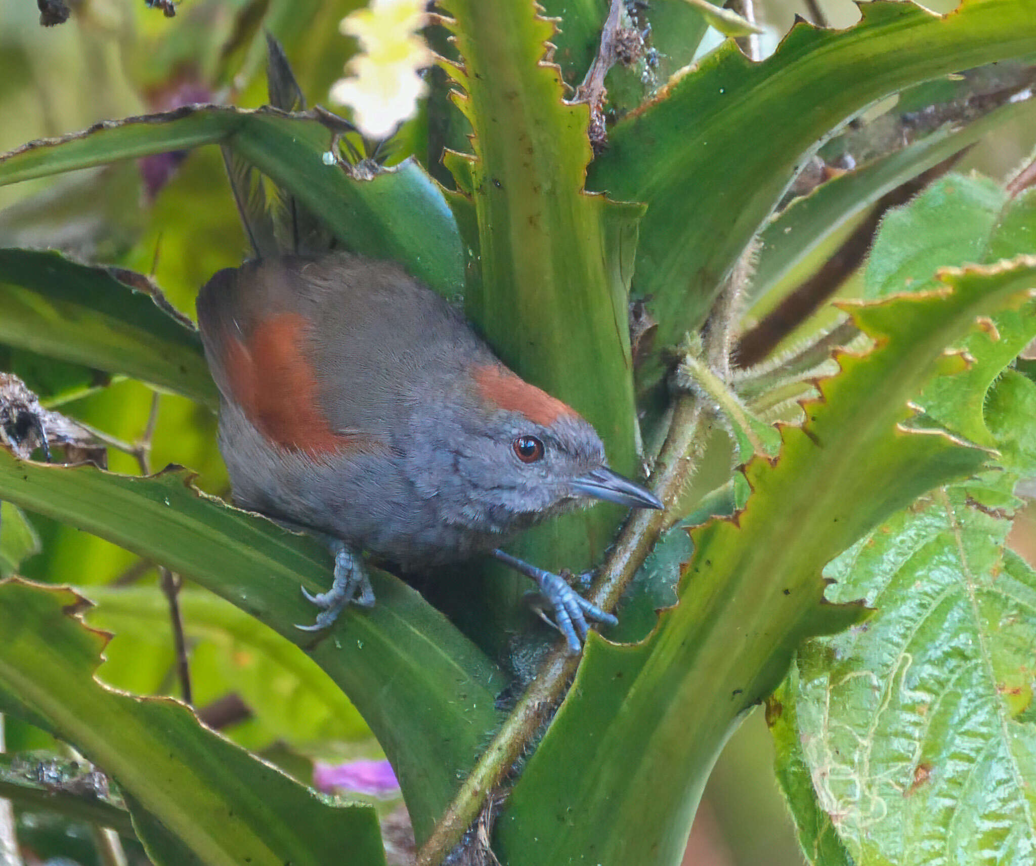 Image of Slaty Spinetail